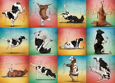Willow Creek - Cow Yoga Jigsaw Puzzle (1000 Pieces)