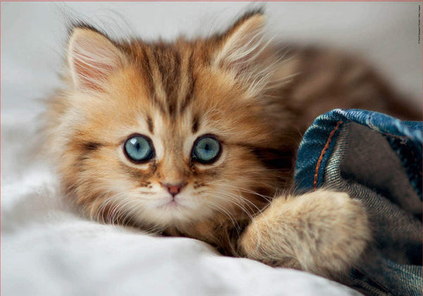 Educa - Kitten Jigsaw Puzzle (200 Pieces)