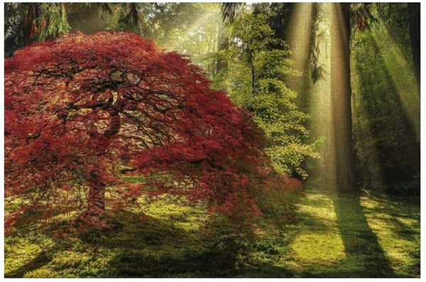 Heye - Magic Forests, Guiding Light Jigsaw Puzzle (1000 Pieces)