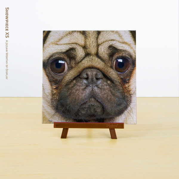 Pintoo - Close up Pug Showpieces XS Plastic Jigsaw Puzzle (256 Pieces)