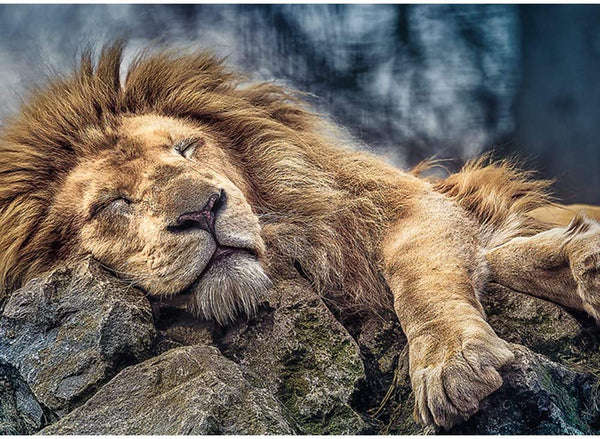 Trefl - Sleeping Lion Jigsaw Puzzle (1000 Pieces)