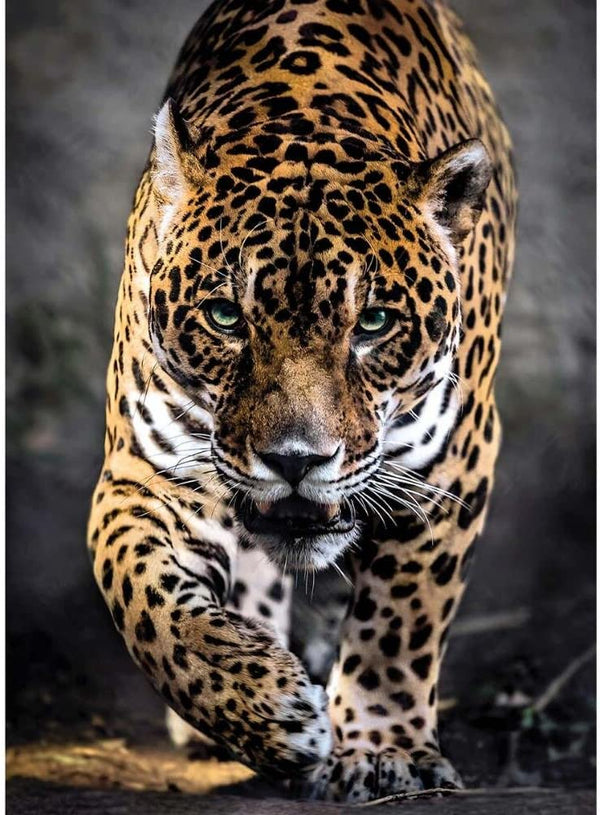 Clementoni Walk of the Jaguar Jigsaw Puzzle (1000 Piece)