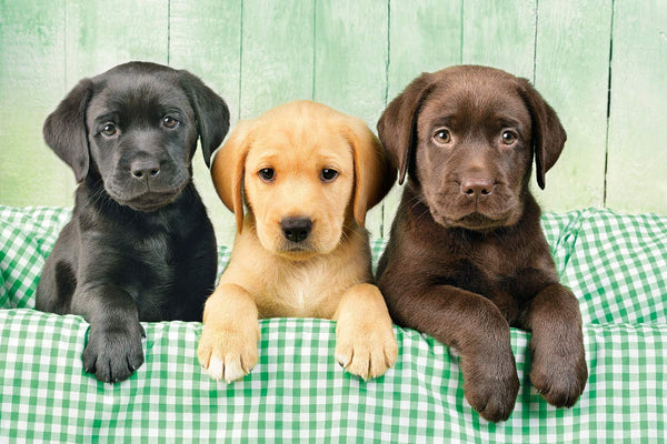 Clementoni - Labrador Puppies Jigsaw Puzzle (1000 Pieces)