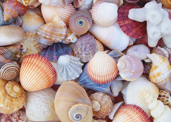 Peter Pauper Press - All the Shells Jigsaw Puzzle (1000 Pieces)