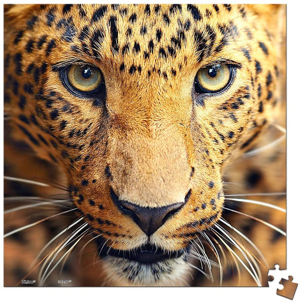 Pintoo - Close up Leopard Showpieces XS Plastic Jigsaw Puzzle (256 Pieces)