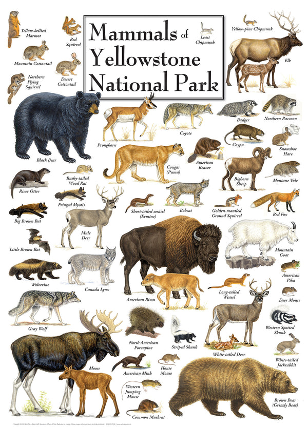 Masterpieces Puzzle Poster Art Mammals of Yellowstone National Park Puzzle 1,000 pieces