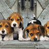 Clementoni - Beagles Panorama Jigsaw Puzzle (1000 Pieces)