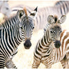 Castorland - Young Zebras Jigsaw Puzzle (1000 Pieces)