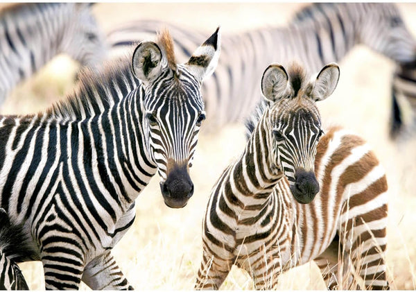 Castorland - Young Zebras Jigsaw Puzzle (1000 Pieces)