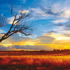 Schmidt - Desert Oak Sunset, NT, Australia by Mark Gray Jigsaw Puzzle (1000 Pieces)