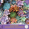 Ceaco - Succulents - Pretty Pastels - XL Jigsaw Puzzle (300 Pieces)