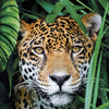 Clementoni - Jaguar in Jungle Jigsaw Puzzle (500 Pieces)