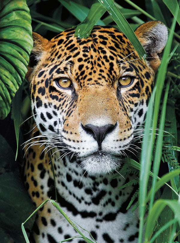 Clementoni - Jaguar in Jungle Jigsaw Puzzle (500 Pieces)