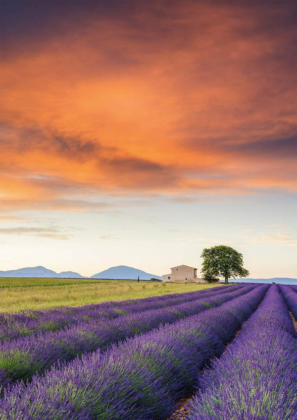 Schmidt - Field Of Lavender, Provence Jigsaw Puzzle (500 Pieces)