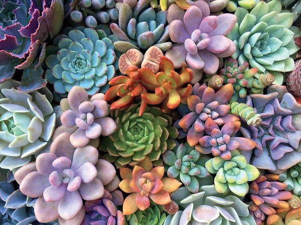 Ceaco - Succulents - Pretty Pastels - XL Jigsaw Puzzle (300 Pieces)