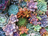 Ceaco - Succulents - Pretty Pastels - XL Jigsaw Puzzle (300 Pieces)