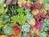 Ceaco - Succulents - Bright Succulents - XL Jigsaw Puzzle (300 Pieces)