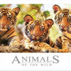 Ken Duncan - Animals of the Wild - Curious Cubs 504 Piece Jigsaw Puzzle