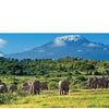Ken Duncan - Animals of the Wild - Kings of Kilimanjaro 504 Piece Jigsaw Puzzle