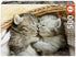 Educa - Sweet Kittens Jigsaw Puzzle (500 Pieces)