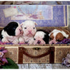 Educa - Puppies Jigsaw Puzzle (500 Pieces)