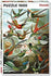 Piatnik - Hummingbirds by Ernest Haeckel Jigsaw Puzzle (1000 Pieces)