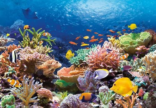 Castorland - Coral Reef Jigsaw Puzzle (1000 Pieces)