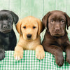 Clementoni - Labrador Puppies Jigsaw Puzzle (1000 Pieces)