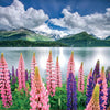 Educa - Lupis On Shores Of Lake Sils Jigsaw Puzzle (1500 Pieces)