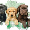 Clementoni - Labrador Puppies Jigsaw Puzzle (1000 Pieces)
