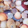 Peter Pauper Press - All the Shells Jigsaw Puzzle (1000 Pieces)