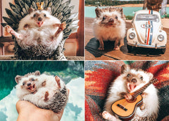 Willow Creek - Herbee the Hedgehog by Image World Jigsaw Puzzle (1000 Pieces)