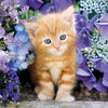 Clementoni - Ginger Cat in Flowers Jigsaw Puzzle (500 Pieces)