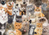 Peter Pauper Press - All the Cats Jigsaw Puzzle (1000 Pieces)