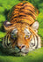 Buffalo Games - Earthpix Collection - Tiger Eyes - 500 Piece Jigsaw Puzzle