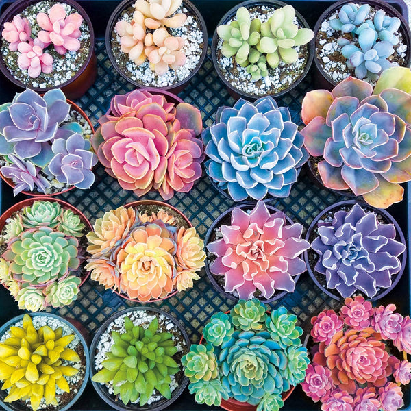 Buffalo Games - Photography - Sweet Succulents - 300 Large Piece Jigsaw Puzzle