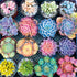 Buffalo Games - Photography - Sweet Succulents - 300 Large Piece Jigsaw Puzzle