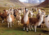 Peter Pauper Press - Llamas Jigsaw Puzzle (1000 Pieces)