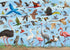 Peter Pauper Press - All the Birds Jigsaw Puzzle (1000 Pieces)