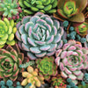 Peter Pauper Press - Succulent Garden Jigsaw Puzzle (1000 Pieces)