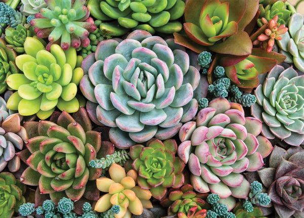 Peter Pauper Press - Succulent Garden Jigsaw Puzzle (1000 Pieces)