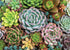 Peter Pauper Press - Succulent Garden Jigsaw Puzzle (1000 Pieces)