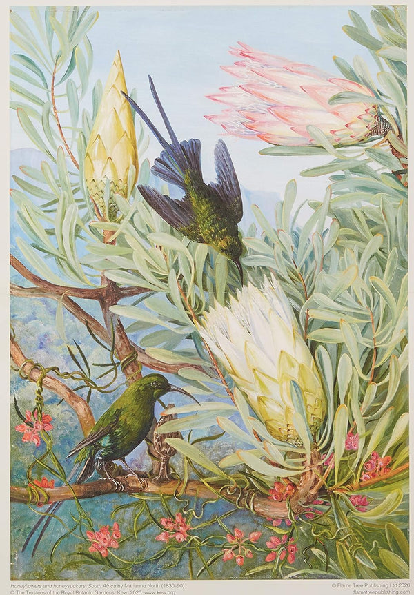 Flame Tree Studio - Kew Gardens, Honeyflowers and Honeysuckers by Marianne North Jigsaw Puzzle (1000 Pieces)