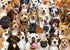 Peter Pauper Press - All the Dogs Jigsaw Puzzle (1000 Pieces)