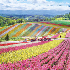 Buffalo Games - Rainbow Fields - 300 Largepiece Jigsaw Puzzle