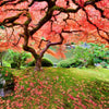 Peter Pauper Press - Japanese Maple Tree Jigsaw Puzzle (1000 Pieces)