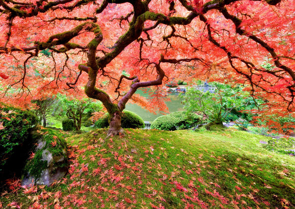 Peter Pauper Press - Japanese Maple Tree Jigsaw Puzzle (1000 Pieces)