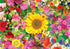 products/colourfulflowerbed2.jpg