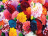 products/masterpieces-puzzle-brilliance-collection-beautiful-blooms-puzzle-550-pieces-81454_a9008.jpg