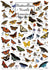products/masterpieces-puzzle-poster-art-butterflies-of-north-america-puzzle-1-000-pieces-81868_5087b.jpg